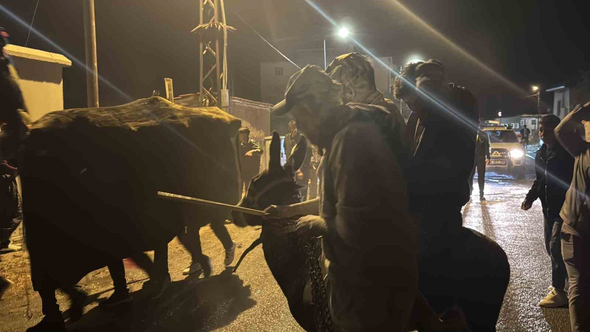 Sivas Altınyayla'da düğünlerde deve oyunu ve eşekli ceza geleneği sürüyor