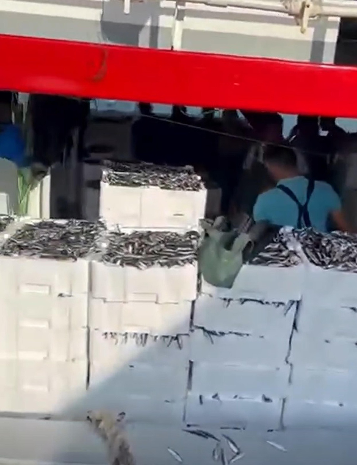 Gelibolu\'da gırgır teknesiyle tek seferde 1500 kasa sardalya avlandı