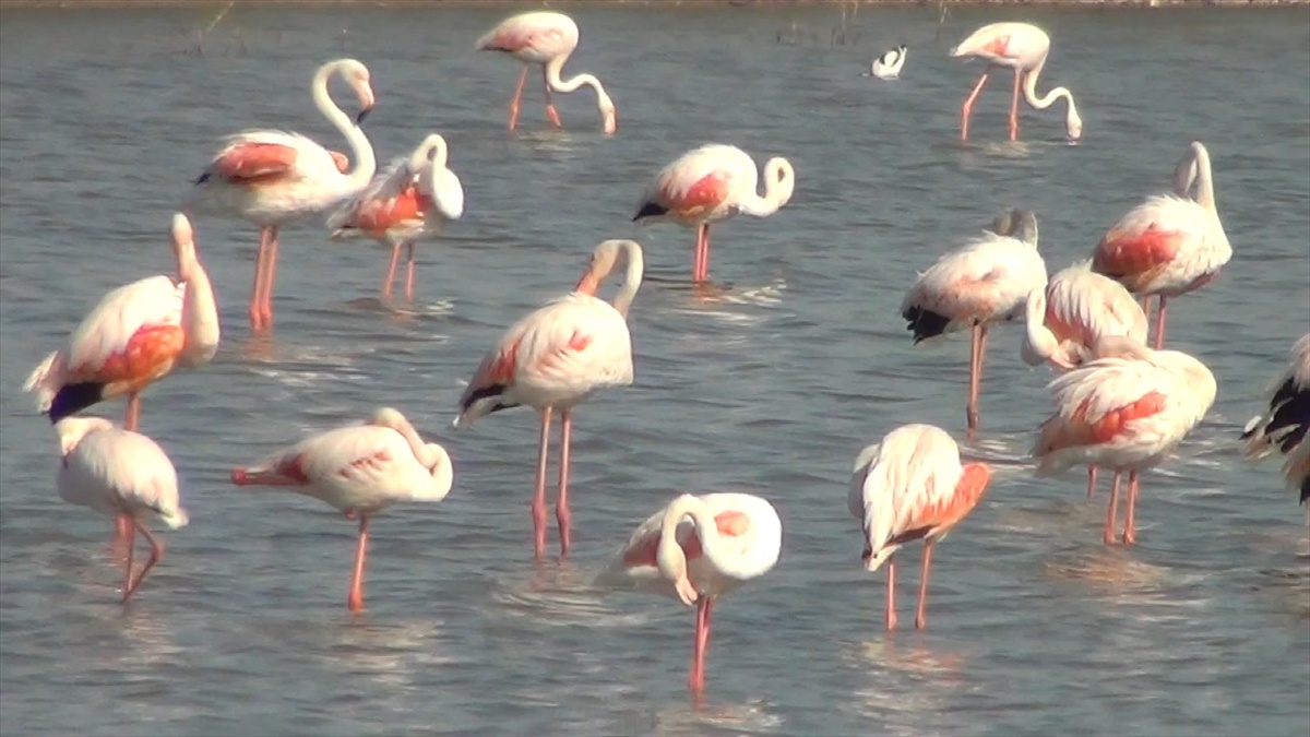 Edirne Enez\'de flamingolar konaklıyor, renkli görüntüler oluşturuyor