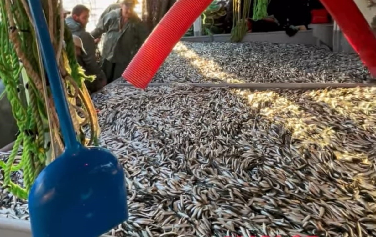Çanakkale\'de av sezonunun ilk ağında Avcı 35 teknesi 1500 kasa sardalya yakaladı