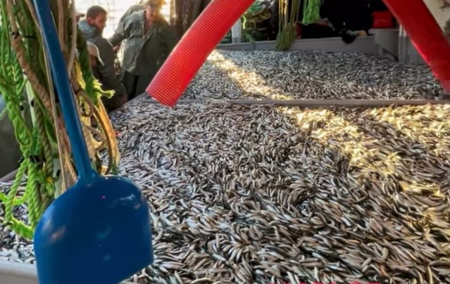 Çanakkale'de av sezonunun ilk ağında Avcı 35 teknesi 1500 kasa sardalya yakaladı