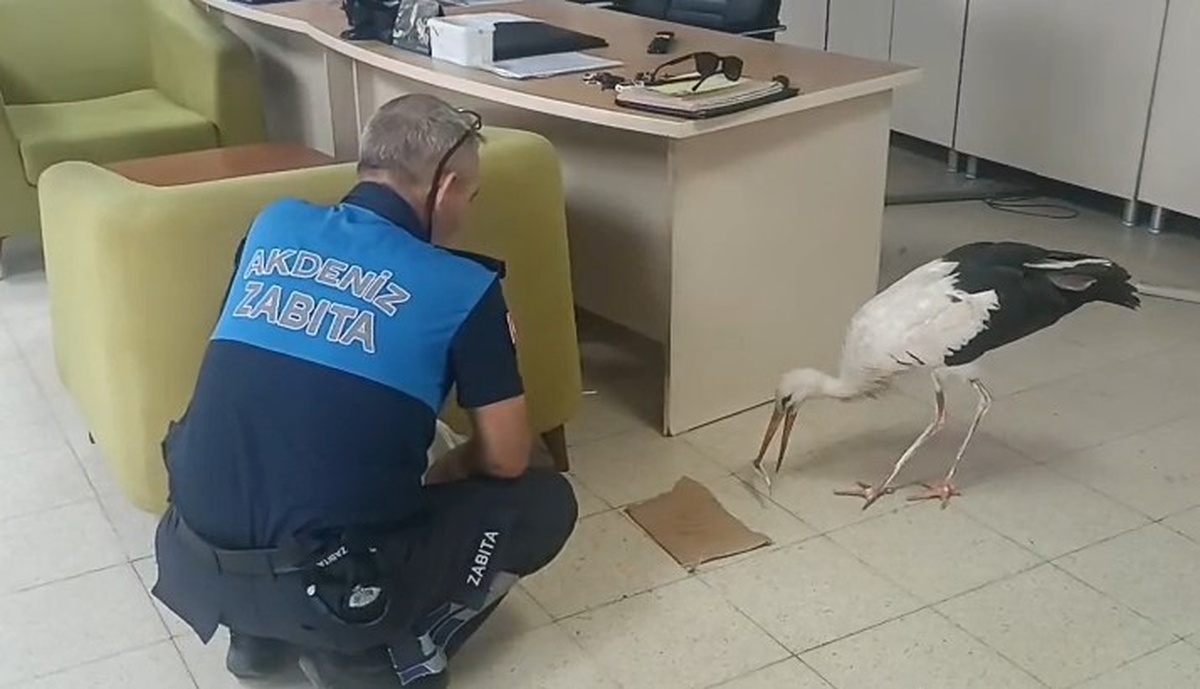 Mersin Akdeniz\'de yaralı bulunan leylek tedavi için Doğa Koruma ekiplerine teslim edildi
