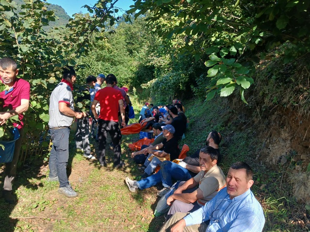 Ordu'da fındık toplarken ölen kardeşlerin ürününü 50 kişilik mahalleli imece usulü topladı