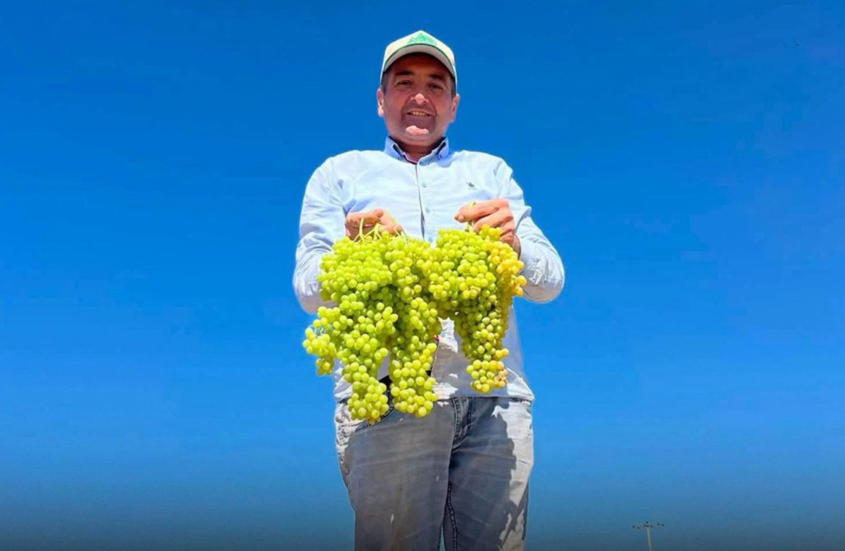 Saruhanlı Belediye Başkanı Ekrem Cıllı, üzüm serme makinesinde sol elinden yaralandı