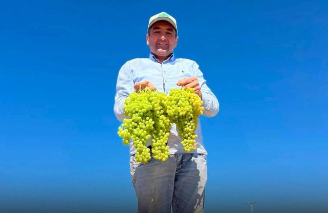 Saruhanlı Belediye Başkanı Ekrem Cıllı, üzüm serme makinesinde sol elinden yaralandı