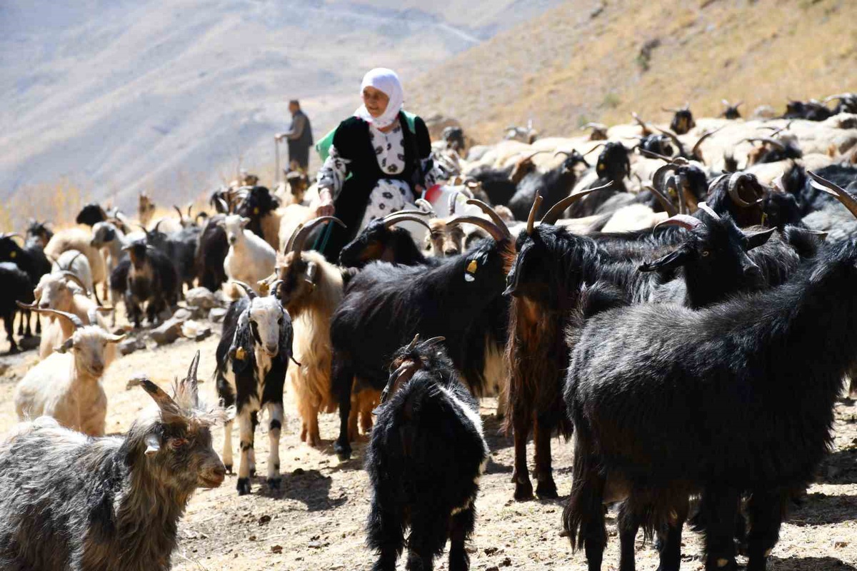Şırnak Beytüşşebap'ta organik tereyağının kilosu 10 bin liraya kadar alıcı buluyor