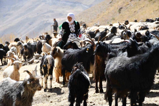Şırnak Beytüşşebap'ta organik tereyağının kilosu 10 bin liraya kadar alıcı buluyor