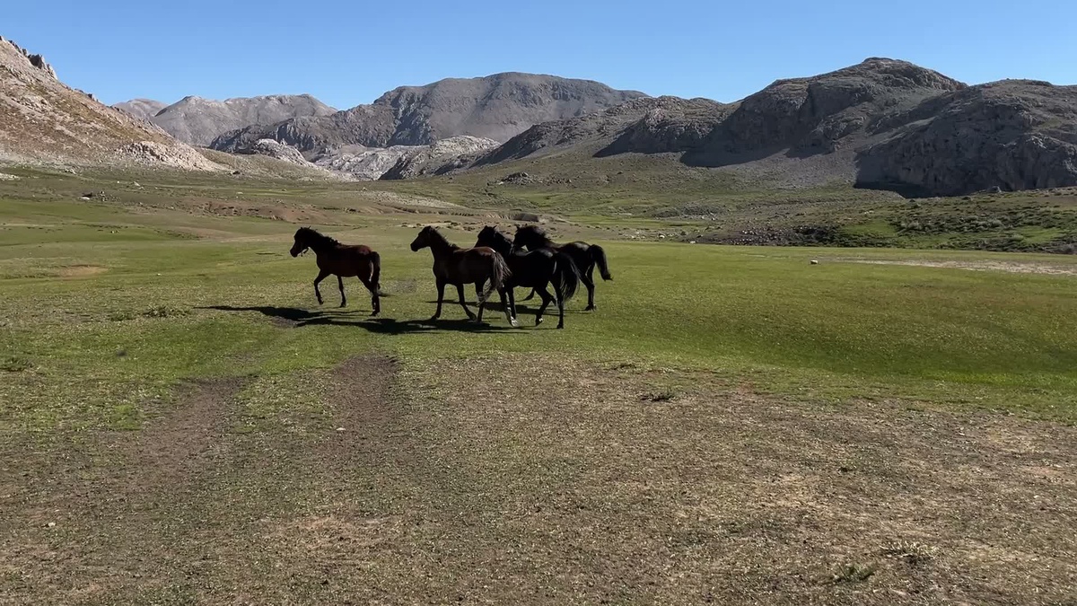 Tunceli Ovacık'ta yayla üreticileri ürünlerini düşük fiyata tüccara satmaktan yakınıyor