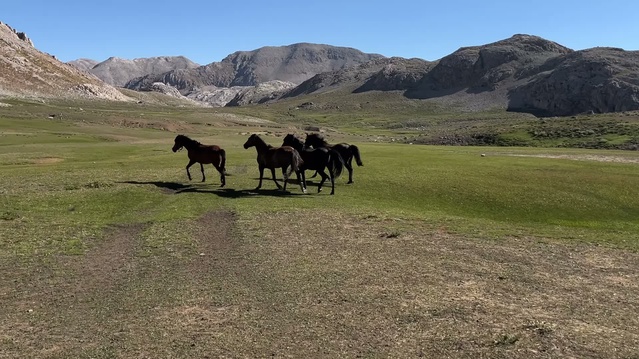 Tunceli Ovacık'ta yayla üreticileri ürünlerini düşük fiyata tüccara satmaktan yakınıyor