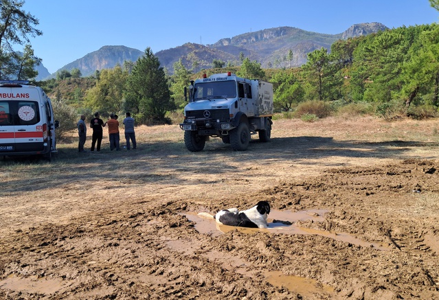 Antalya Serik'te yangın bölgesinde köpek su birikintisinde serinleyip uzandı