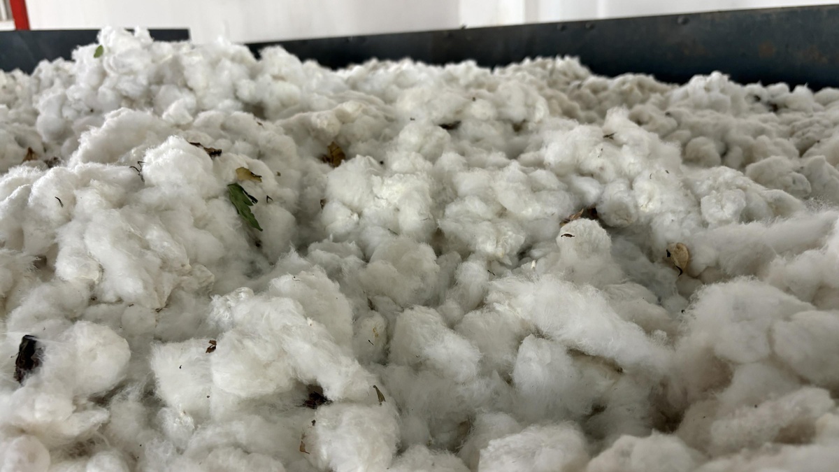 Aydın\'da 2026 sezonunun ilk pamuğu sembolik törenle kilogramı 100 TL\'den alındı