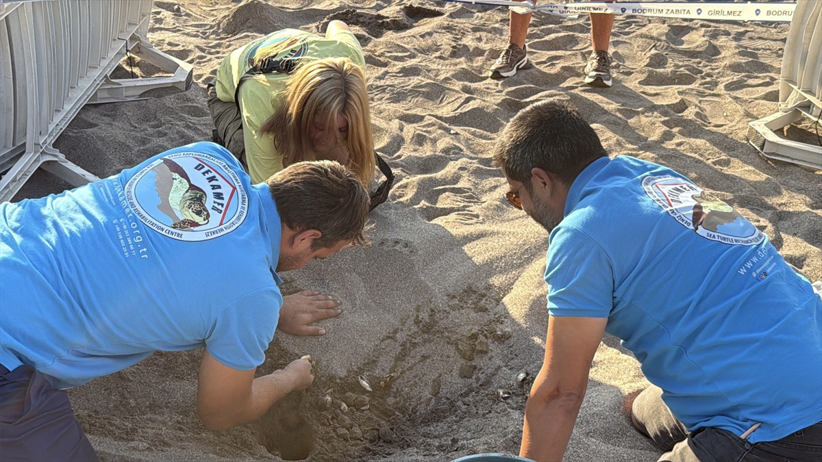 Bodrum\'da 62 caretta caretta yavrusu sağlıkla denize ulaştı