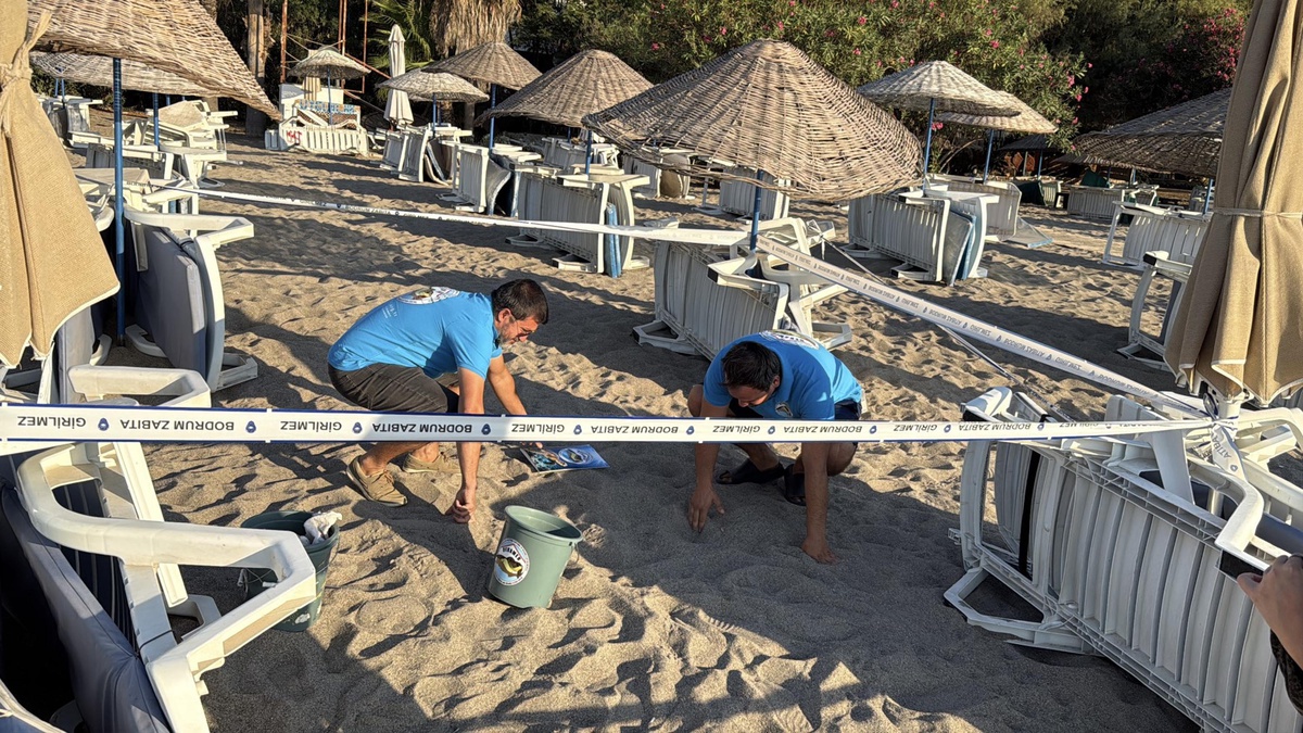 Bodrum\'da caretta caretta yuvasından 62 yavru denizle buluştu