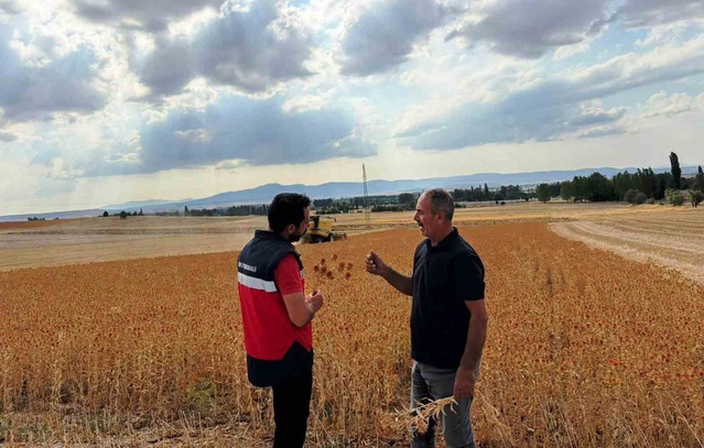 Çavdarhisar'da yüzde 75 hibeli aspir hasadı tamamlandı