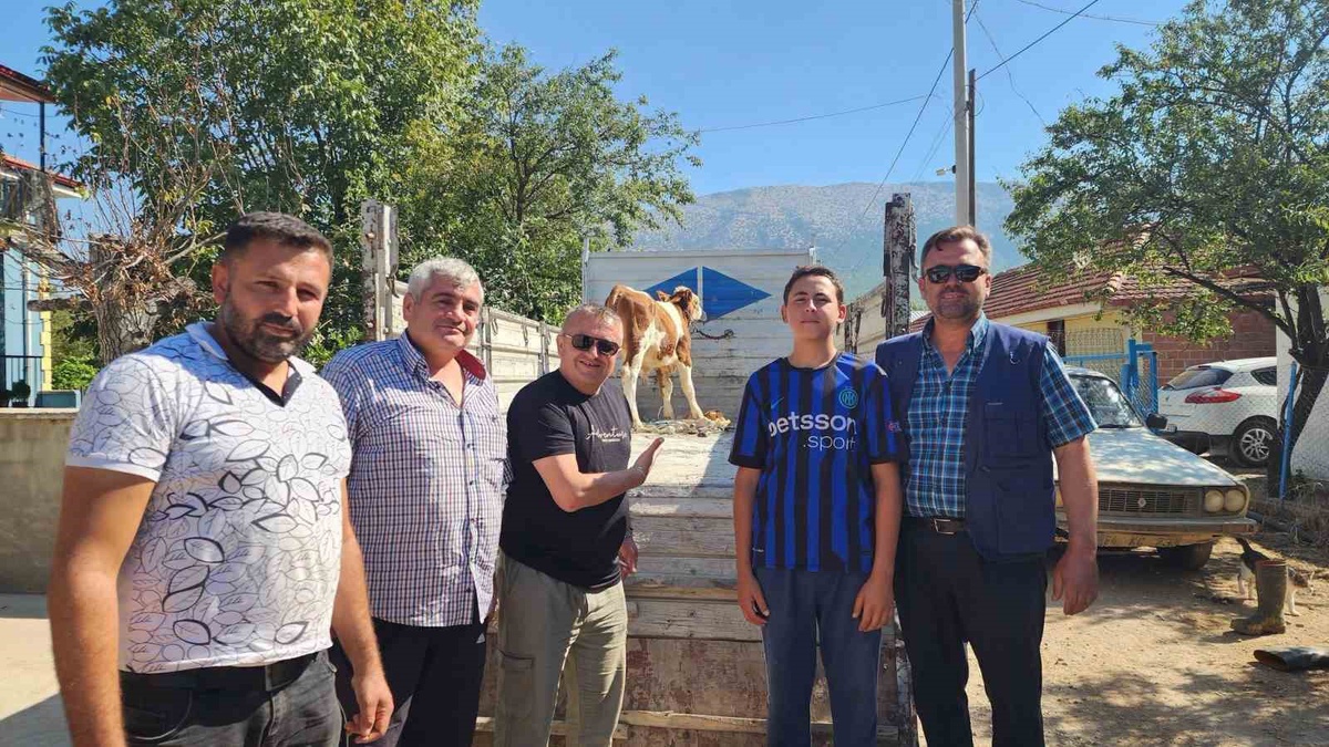 Denizli Çivril\'de kaybolan iki buzağı, mahalle halkının seferberliğiyle sahibine teslim edildi