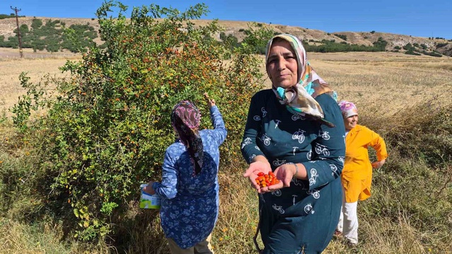 Yozgat Saraykent'te kuşburnu toplama mesaisi dikenli dallarda başladı