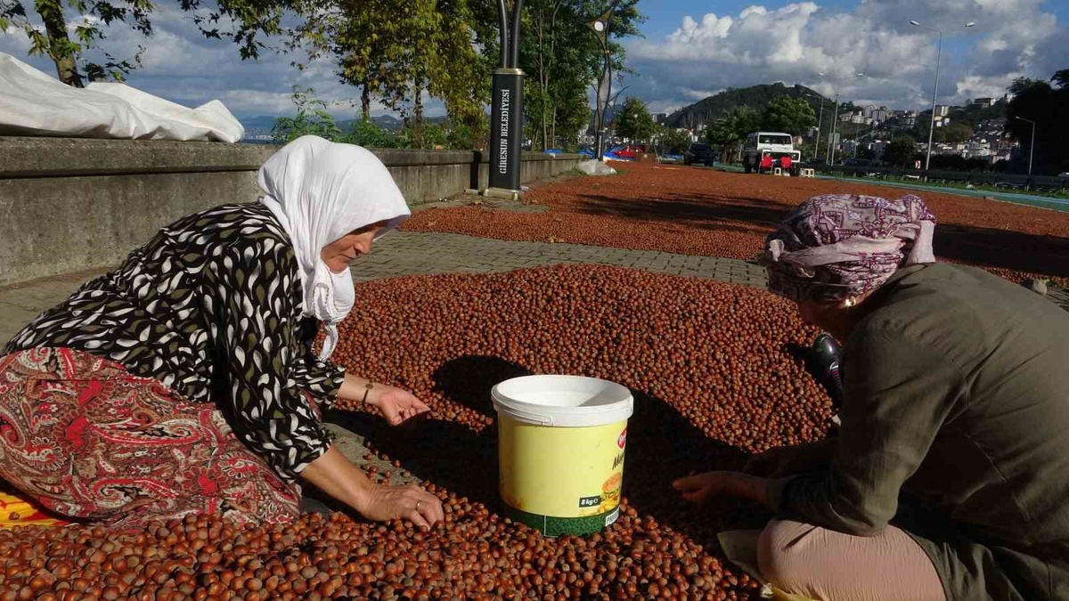 Giresun\'da sahil yoluna serilen fındıklar sağanakta su altında kaldı