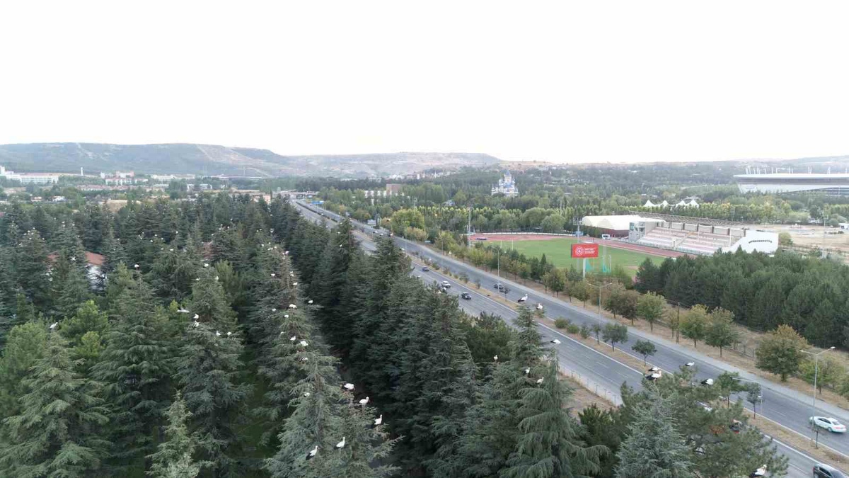 Eskişehir\'de göç eden leylek sürüleri, havadan dronla görüntülendi