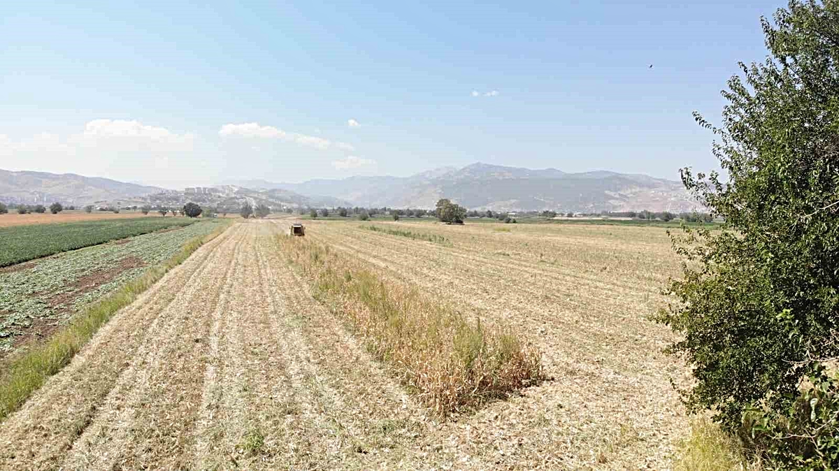Kahramanmaraş\'ta mısır hasadı başladı, verim kaybı yüzde 20-30\'u buldu