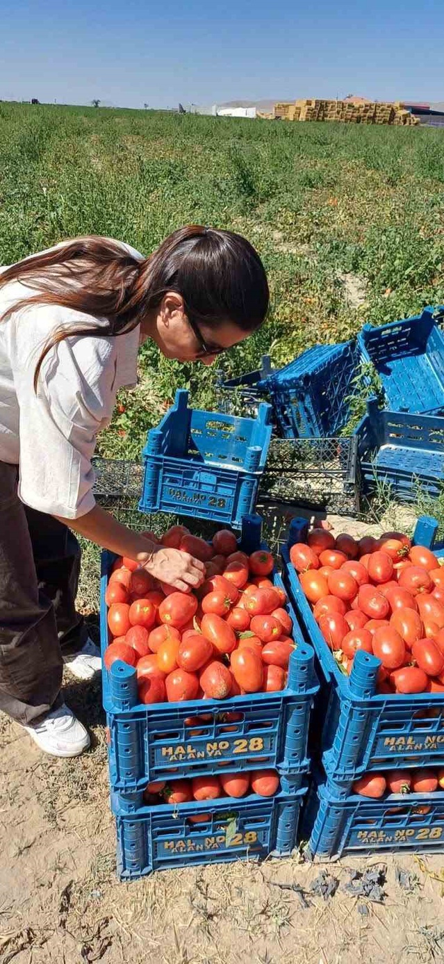Konya Karapınar'da domates hasadı sürerken tarlalarda hastalık ve zararlı denetimleri yapılıyor