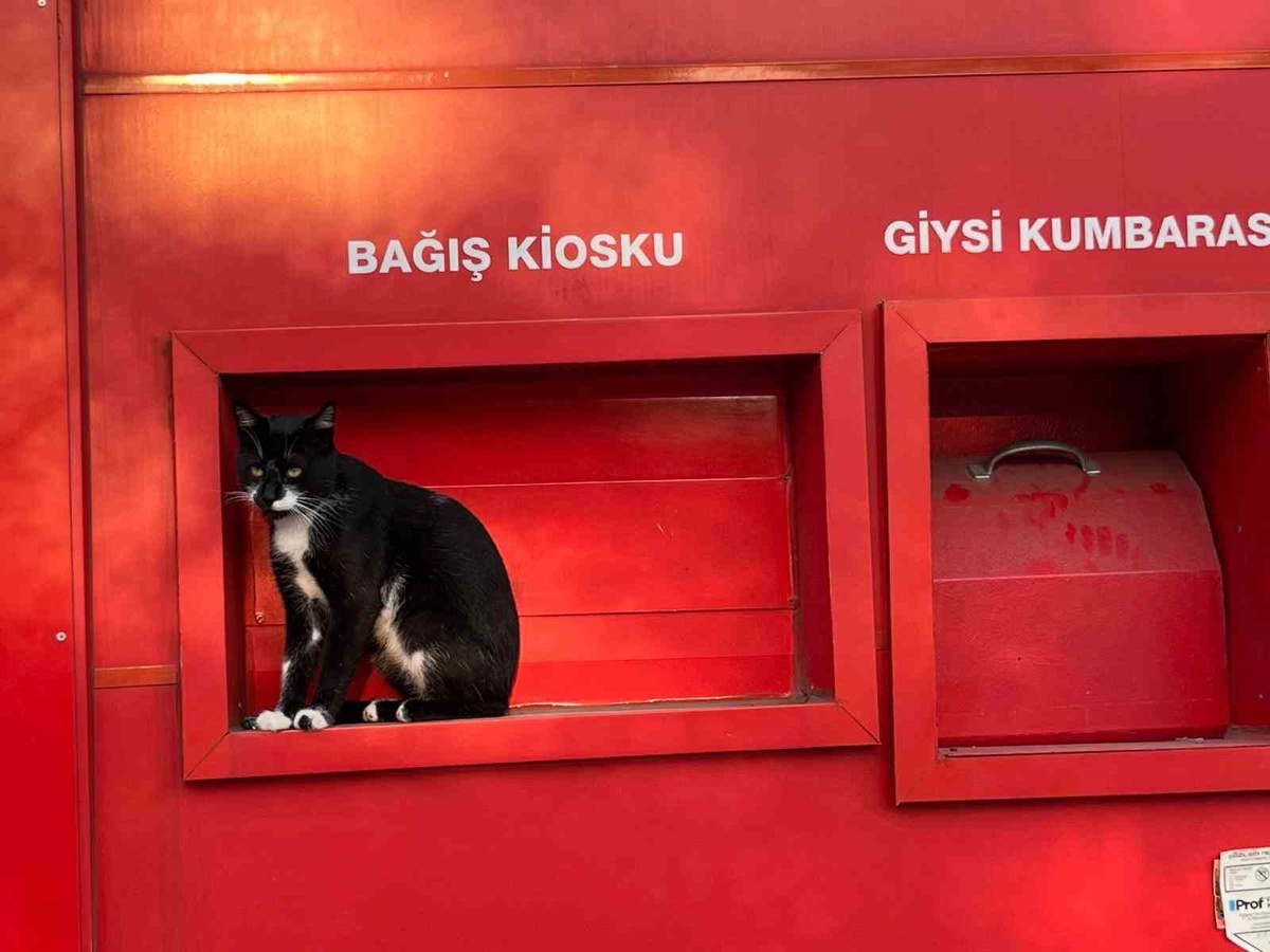 Samsun Çarşamba'da kan bağışı kioskuna giren kedi görev başında görüldü