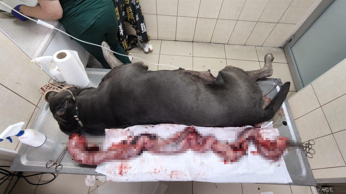 Adana\'da Cane Corso köpeğin rahminden 6 kilo 750 gram enfeksiyonlu kitle çıkarıldı