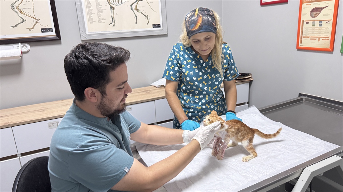 Ön ayakları tutmayan kedi, Zonguldak\'ta geçirdiği ameliyat sonrası yürümeye başladı