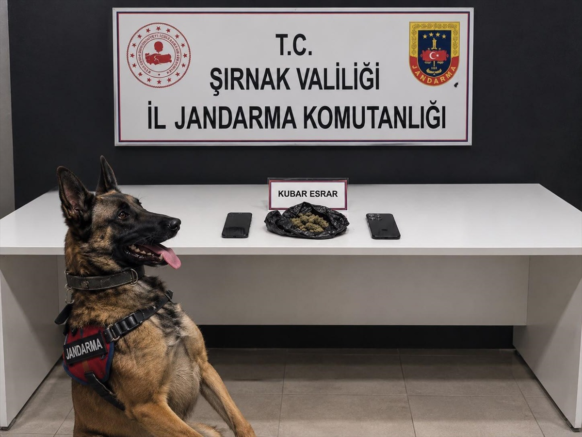 Şırnak\'ta kaçakçılık operasyonlarında 196 şüpheli hakkında adli işlem yapıldı