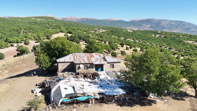Tunceli'de ayı ahırın çatısını yıkıp girdi; 11 hayvan ile 2 köpek yavrusu telef oldu