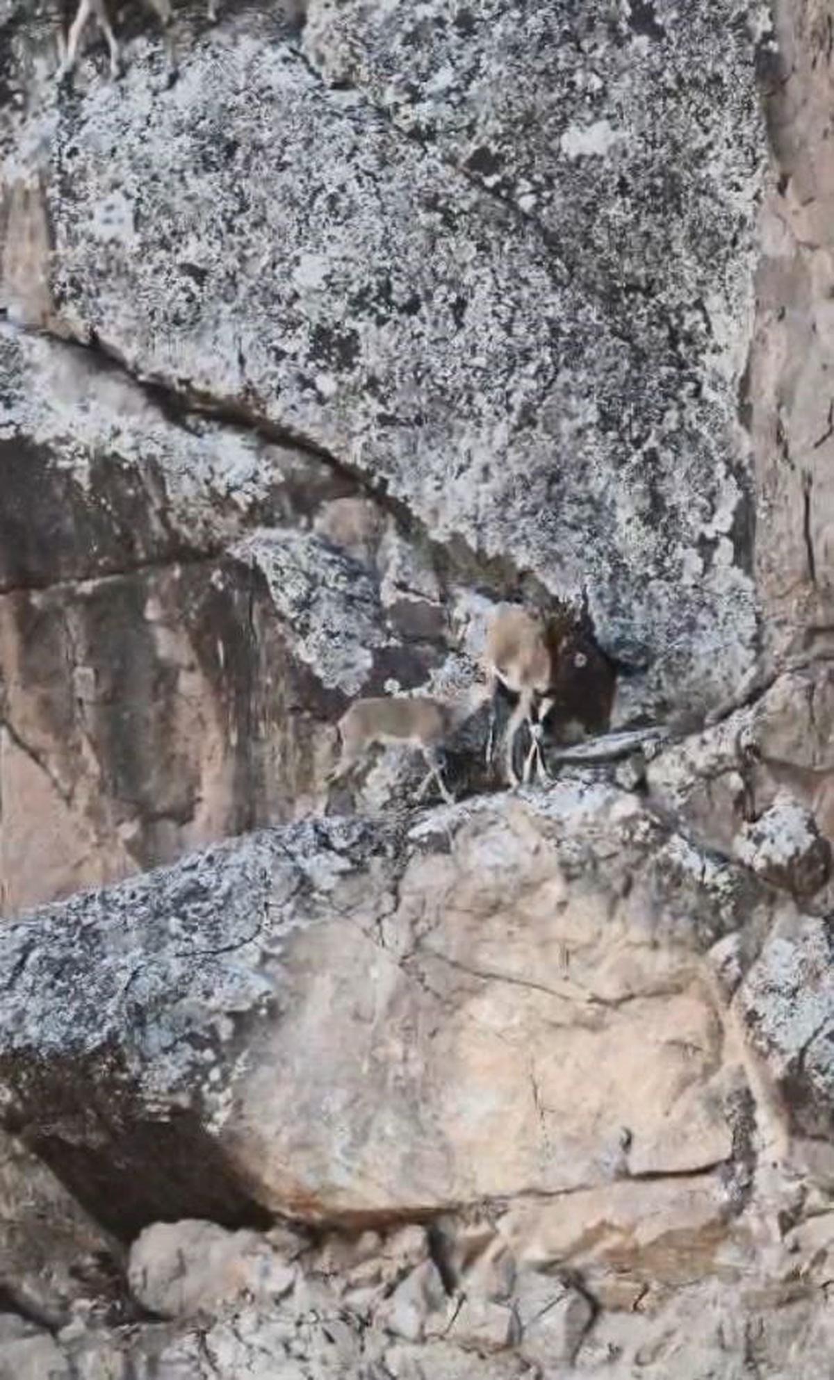 Artvin Yusufeli\'nde anne dağ keçisi yavrusunu sarp kayalıklarda emzirirken görüntülendi