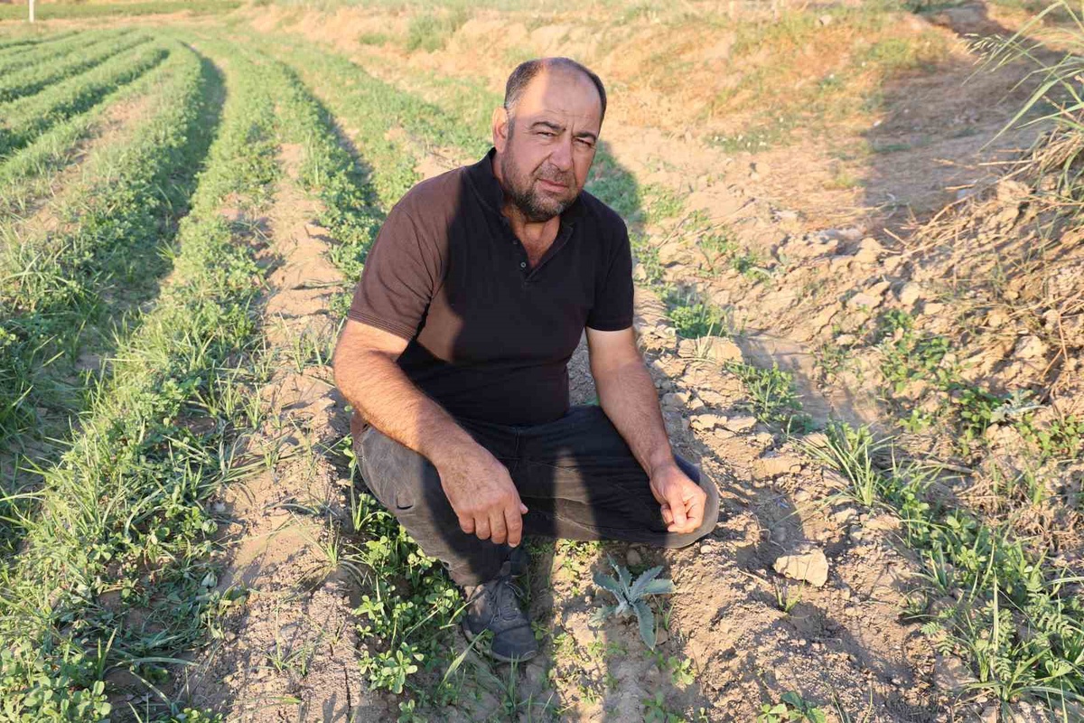 Aydın\'da coğrafi işaretli enginar fideleri yeni sezon için toprakla buluştu