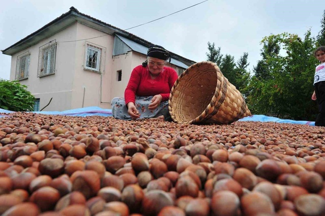 Düzce'den AB ülkelerine yılın ilk yarısında 7 bin 192 ton fındık ihracatı yapıldı