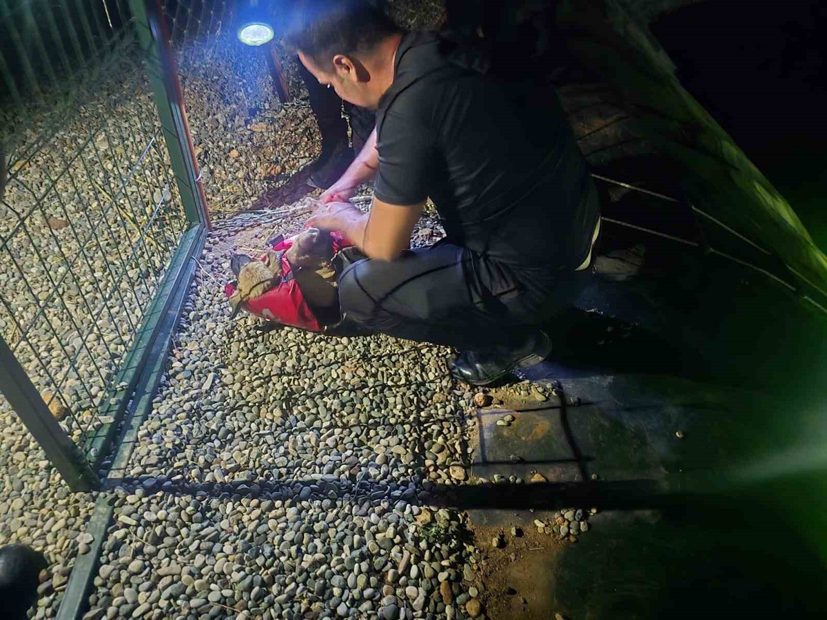 Adıyaman Besni\'de gölete düşen köpek, dalgıç polislerin müdahalesiyle kurtarıldı