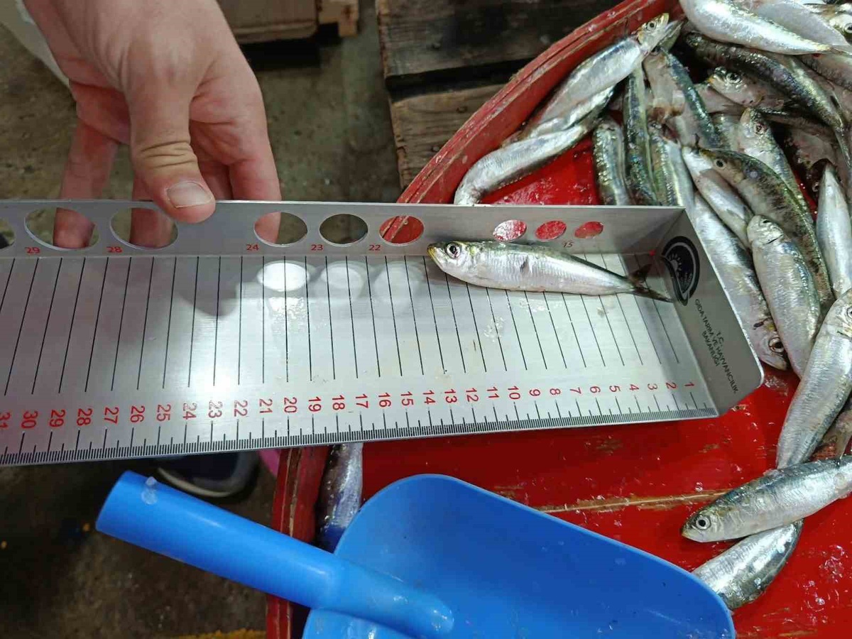 Hayrabolu\'da balık tezgahları denetlendi, Müdür Evin de katıldı