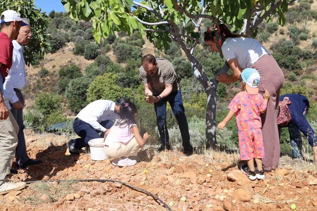 Kaymakam Battal, Aydın Karacasu'da Dereköy'de incir hasadına katılan üreticiyi ziyaret etti