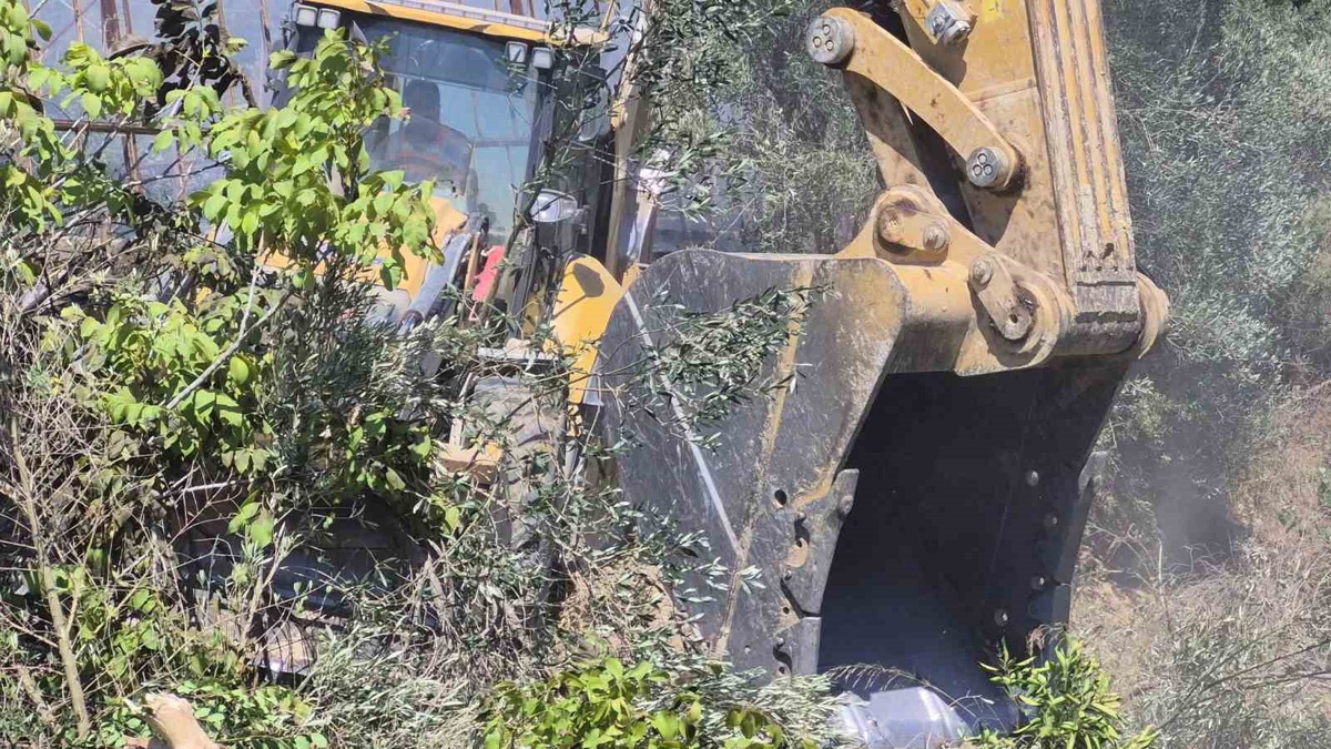 Antalya Manavgat'ta tarım arazisinden zeytinliğe sıçrayan yangında 100 ağaç zarar gördü