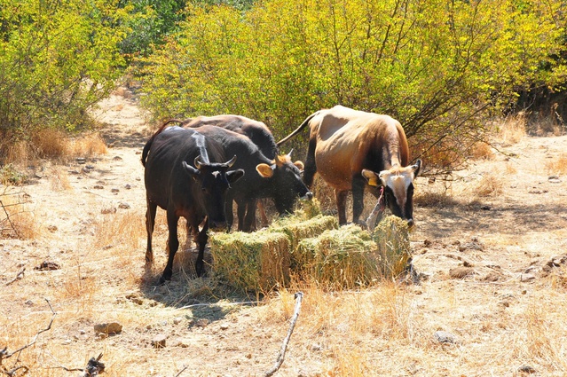 Manisa'da sürüden kaçan 6 sığırını 5 ay sonra kementle yakaladı