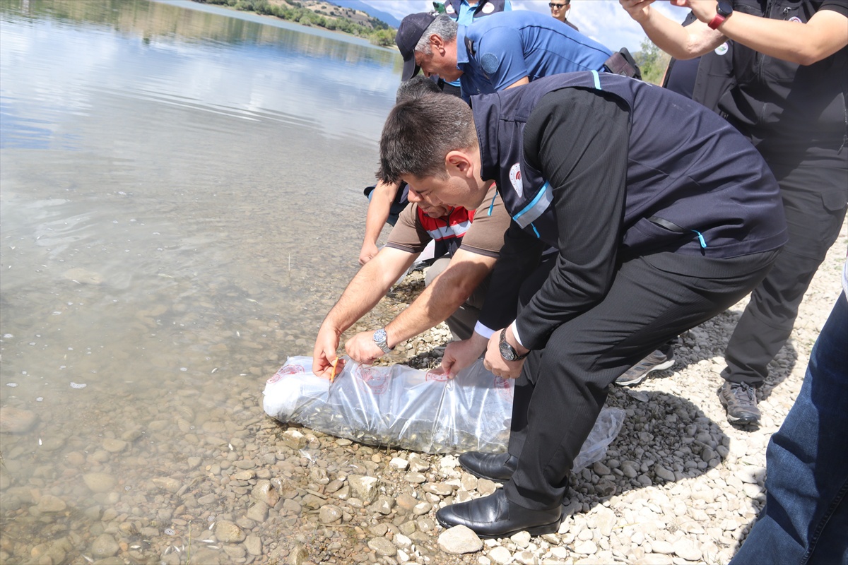 Taşova\'daki Uluköy Barajı\'na 75 bin sazan yavrusu bırakılarak su ürünleri artırılacak