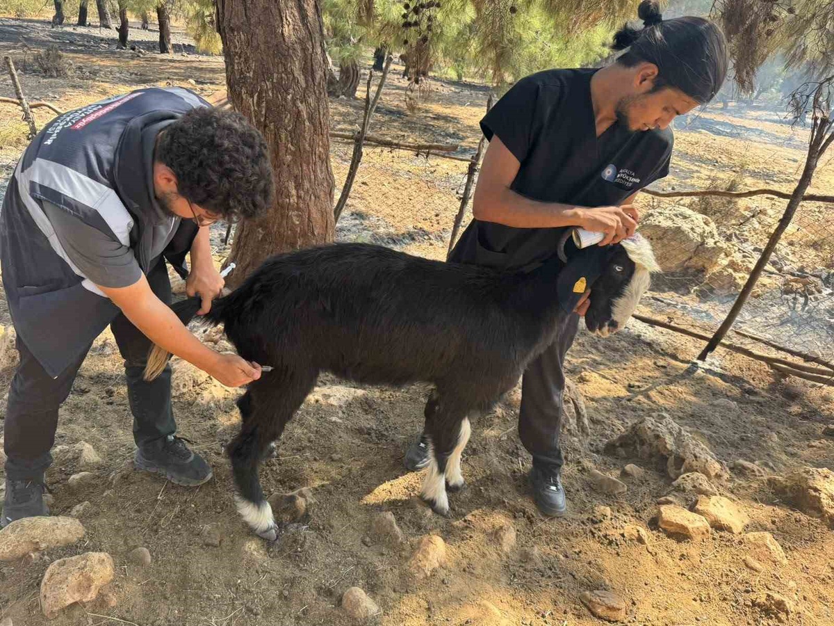 Antalya Büyükşehir, yangından etkilenen hayvanları kapı kapı dolaşıp tedavi ediyor