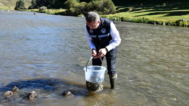 Ardahan'da Kura Nehri'ne 300 bin sazan yavrusu bırakıldı