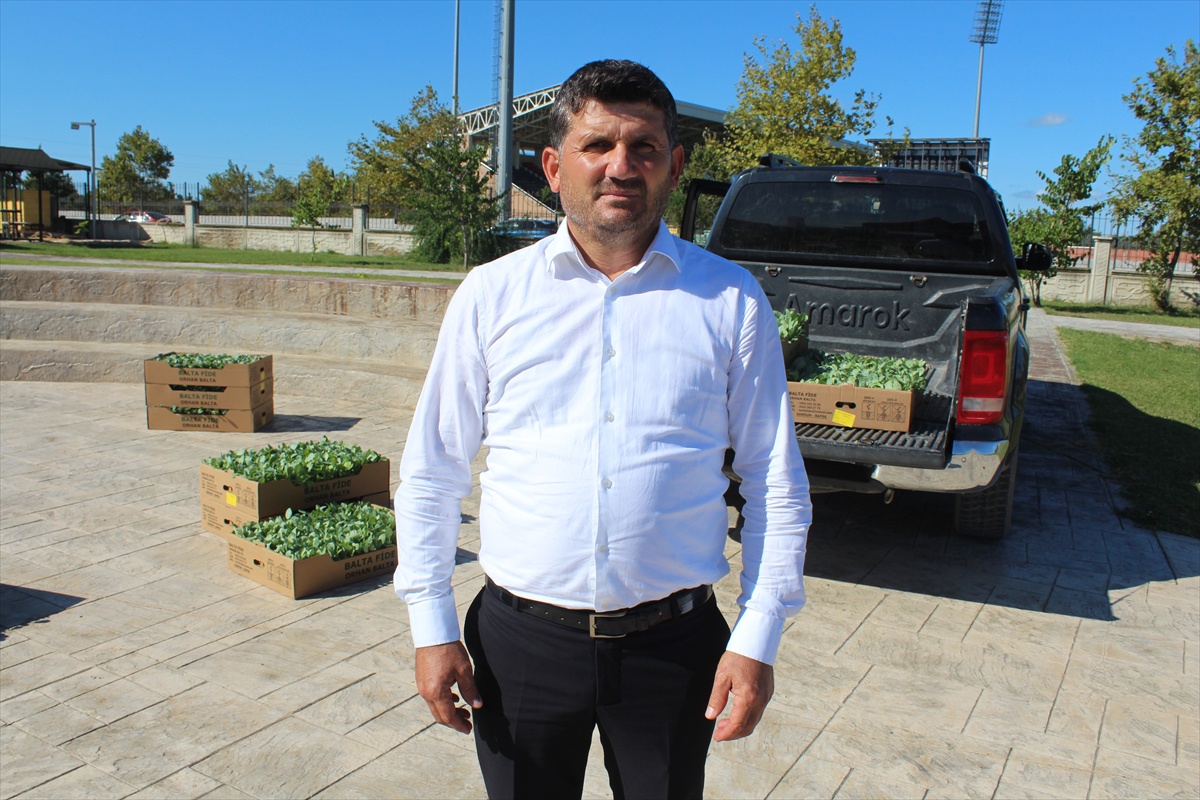 Bafra Ovası\'nda çiftçilere kışlık sebze üretimi için 266 bin fide dağıtıldı
