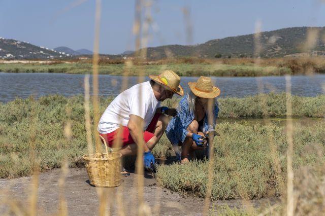 Bodrum’da deniz börülcesi hasadı sofraya taşındı