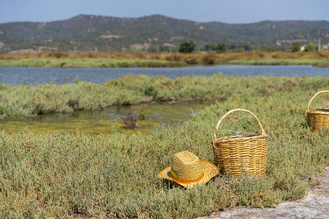 Bodrum’da deniz börülcesi hasadı sofraya taşındı
