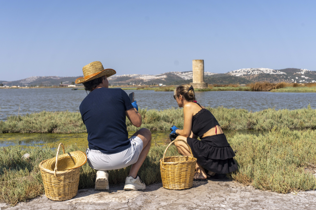 Bodrum’da deniz börülcesi hasadı sofraya taşındı