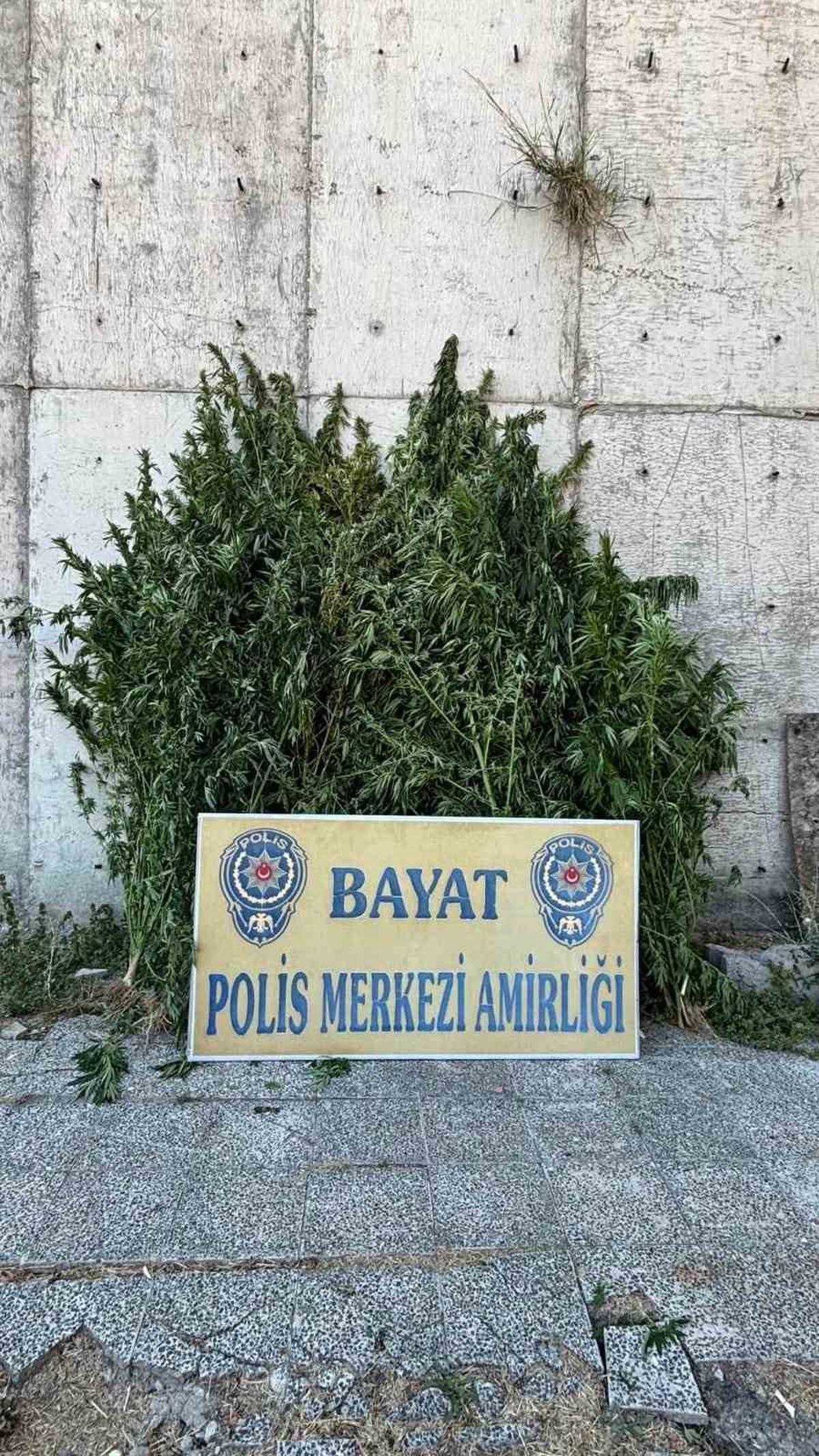 Çorum Bayat'ta çiftlikte 46 kök Hint keneviri ele geçirildi, şüpheli tutuklandı