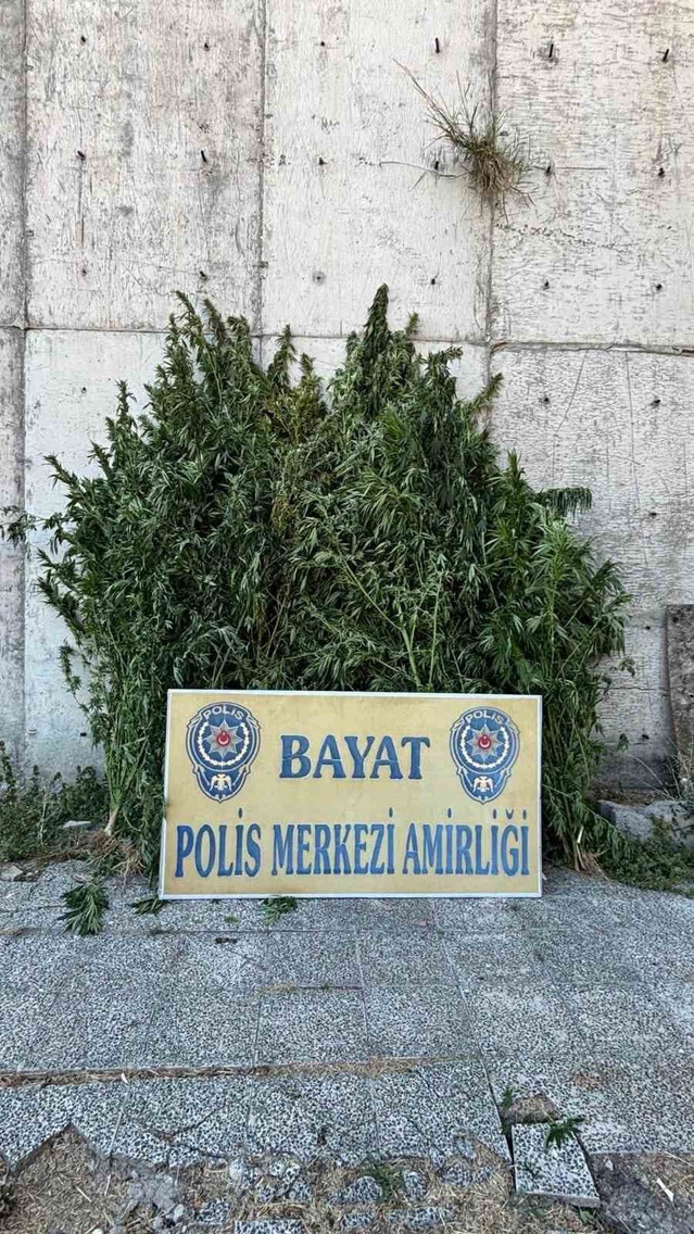 Çorum Bayat'ta çiftlikte 46 kök Hint keneviri ele geçirildi, şüpheli tutuklandı