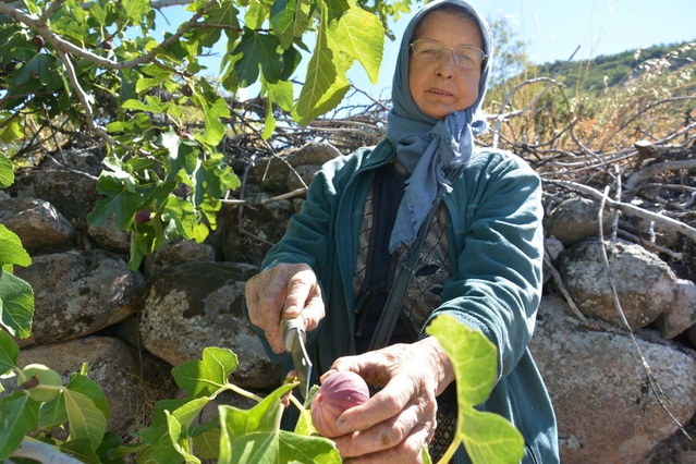 Manisa Demirci'de siyah ve sarı incirde hasat başladı, 185 ton rekolte bekleniyor
