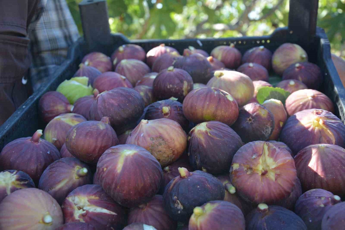 Manisa Demirci\'de siyah ve sarı incirde hasat başladı, 185 ton rekolte bekleniyor