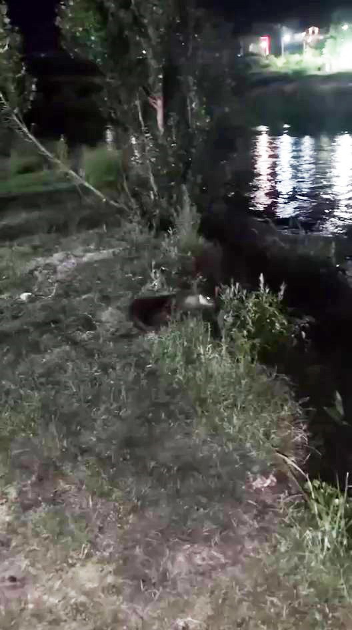 Dicle Nehri’nde nesli tehlike altındaki su samuru görüntülendi
