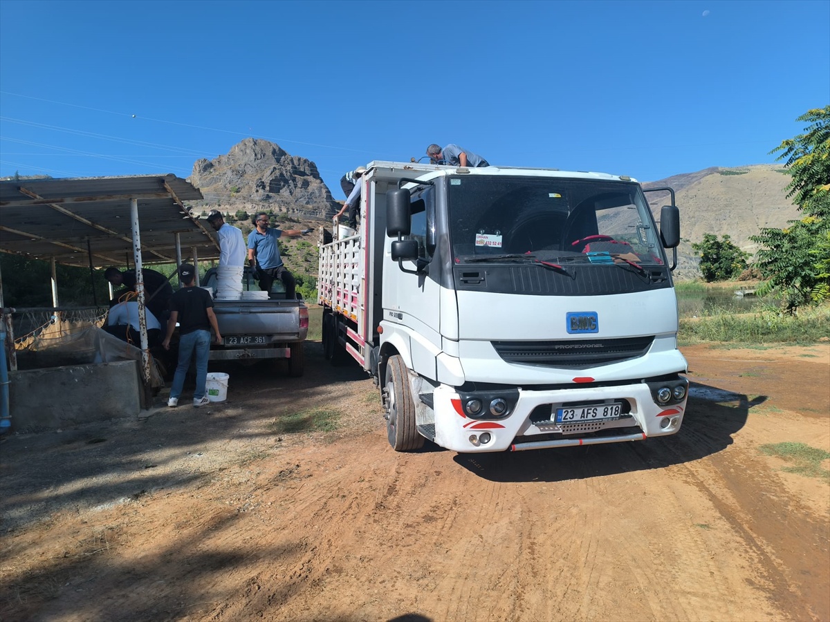 Elazığ\'dan Erzincan\'a 1 milyon 200 bin pullu sazan yavrusu gönderildi